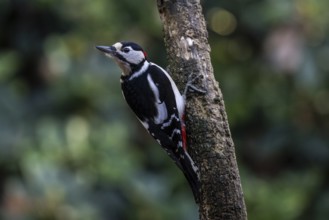 Great Spotted Woodpecker (Dendrocopos major), Emsland, Lower Saxony, Germany