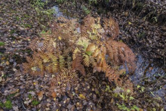 Royal Fern (Osmunda regalis), Emsland, Lower Saxony, Germany