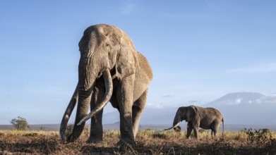 African elephant (Loxodonta africana) with Kilimanjaro, the famous Super Tusker elephant Craig, old