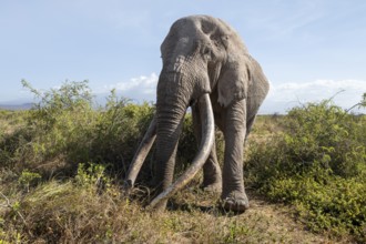 African elephant (Loxodonta africana) eats leaves, the famous Super Tusker elephant Craig, old male