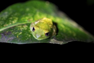 Forest climbing frog (Leptopelis barbouri) in the jungle, night view, Amani Forest Reserve,