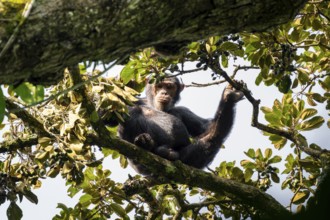 Chimpanzee (Pan Troglodytes), adult male feeding in the treetop in the jungle, Murchison Falls