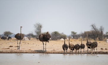 African ostrich (Struthio camelus), funny animal family, mother and six juvenile young animals,