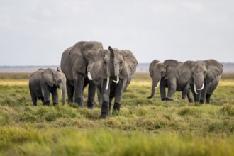 African elephant (Loxodonta africana), herd of young animals in Amboseli National Park, Rift Valley
