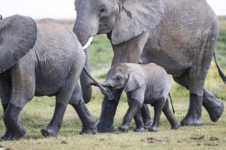 African elephant (Loxodonta africana) with baby, young and dam, Amboseli National Park, Rift Valley