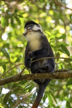 Red-tailed monkeys or Congo white-nosed monkeys (Cercopithecus ascanius schmidti), Kibale National