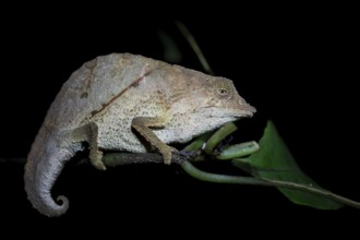 Zomba dwarf chameleon (Rieppeleon brachyurus), white chameleon on a branch at night, Amani Nature