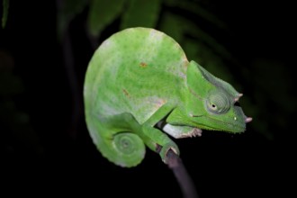 Usambara three-horned chameleon (Trioceros deremensis), chameleon on a branch at night, Amani