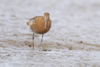 Black tailed godwit (Limosa limosa) adult male wader bird in summer plumage on a mudflat, England,
