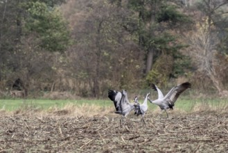 Cranes (Grus grus), fighting, Lower Saxony, Germany