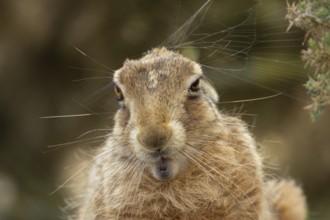 European brown hare (Lepus europaeus) adult animal head portrait, England, United Kingdom