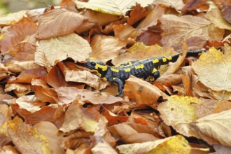 Fire salamander (Salamandra salamandra), in a beech forest on autumn leaves, autumn, Wilnsdorf,