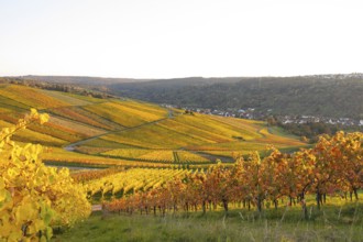 Golden evening sun shines over the colorful vines in the vineyards of Beutelsbach and Weinstadt