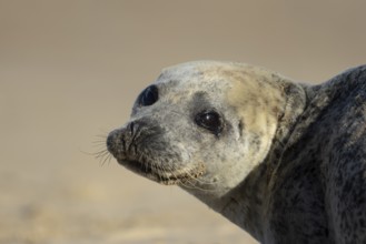 Common seal (Phoca vitulina) adult animal head portrait, England, United Kingdom