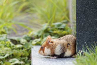 A European hamster (Cricetus cricetus) runs across graves in search for food. Vienna, Austria