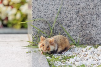 A European hamster (Cricetus cricetus) forages for food on a grave. Vienna, Austria