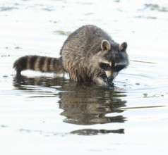 Raccoon (Procyon lotor), looking for food in the shallow water zone of a lake, Lower Saxony,