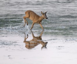 Deer (Capreolus capreolus), young roebuck running through the shallow water zone of a lake, Lower