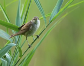 Thrush warbler (Acrocephalus arundinaceus) on a reed, reed (Phragmites australis), Lower Saxony,