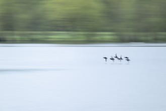 Heron duck (Aythya fuligula), heron flying over a lake, motion blur, long exposure, pull, mopping