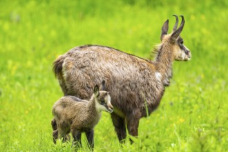 Chamois (Rupicapra rupicapra) Mother (doe) with her youngster (fawn) on a meadow, Austria