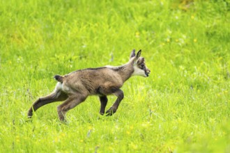 Chamois (Rupicapra rupicapra) youngster (fawn) standing on a meadow, Austria