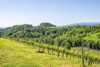 Landscape of the wine yards growing on the hills of southern styria, Austria