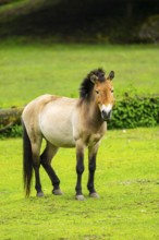 Przewalski's horse (Equus ferus przewalskii) standing on a meadow, Austria, Germany