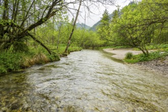 Lanscape of a little stream flowing through the forest in spring on a rainy day, Bavaria, Germany