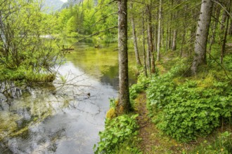 Landscape of Lake Almsee on a rainy day in spring, Salzkammergut, Austria