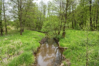 Lanscape of a little stream flowing through the forest in spring on a rainy day, Bavaria, Germany