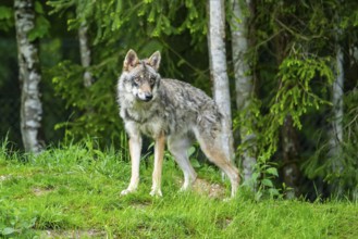 Eurasian wolf (Canis lupus lupus) in a forest, Austria