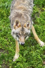 Eurasian wolf (Canis lupus lupus) in a forest, Austria