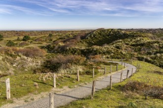Dune sheep of Ostplate, in the east of the East Frisian island of Spiekeroog, autumn, brown dunes,