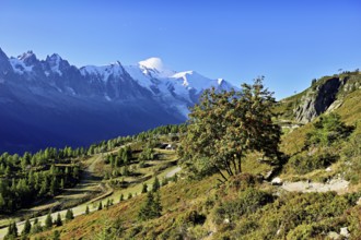 Mountain forest in an autumnal landscape with the snow-covered Mont Blanc massif in the background,