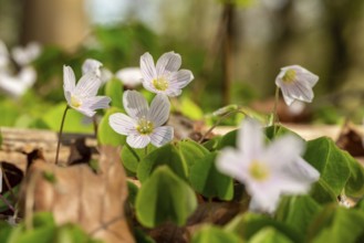 Close-up of blooming woodland sorrel (Oxalis acetosella) on the ground of a forest in spring,