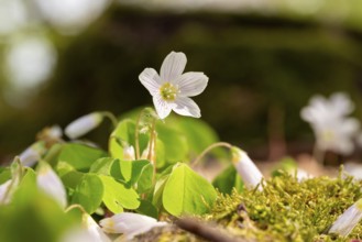 Close-up of blooming woodland sorrel (Oxalis acetosella) on the moss-covered soil of a forest in