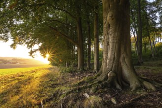 The evening sun shines picturesquely on the old beech trees at the edge of a forest, Griessen,