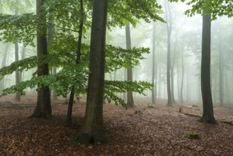 Foggy beech forest with mystical and calm atmosphere, Winterberg, Eschenbruch, North