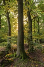 Warm sunlight shines picturesquely through an atmospheric forest on a group of old beech trees,