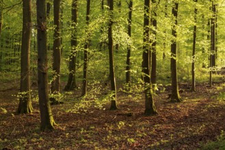 Picturesque evening light in an idyllic beech forest with lush green foliage in spring,