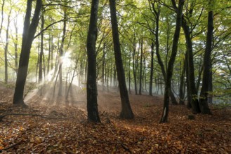 Mystical sunbeams penetrate a foggy beech forest whose ground is covered with autumn leaves,
