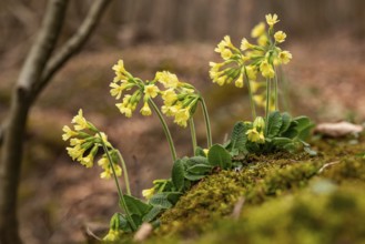 Group of cowflowers (Primula veris) with yellow-blooming inflorescence on the moss-covered soil of