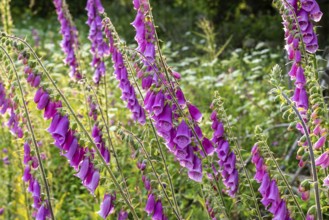 Violet-blooming inflorescences of Foxglove (Digitalis purpurea) in a forest, Germany