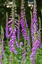 Violet-blooming inflorescences of Foxglove (Digitalis purpurea) in a forest, Germany