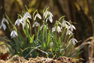 Common or small snowdrops (Galanthus nivalis) at the bottom of a forest in spring, Germany