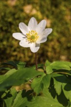 Close-up of a bush anemone or bush wind drone (Anemone nemorosa, synonym: Anemonoides nemorosa) at