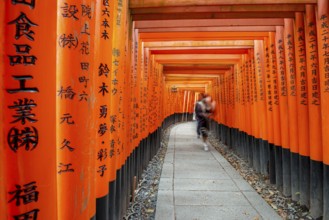 Visitors on a journey through hundreds of red traditional torii gates, Fushimi Inari-taisha, Shinto