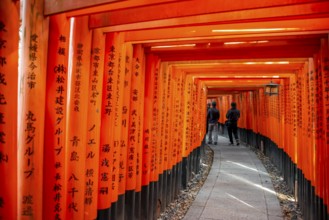 Walk through hundreds of red traditional torii gates, Fushimi Inari Taisha, Shinto Shrine, Fushimi