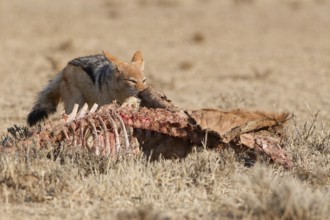 Black-backed jackal (Lupulella mesomelas), adult, feeding on skin and carcass of a common eland